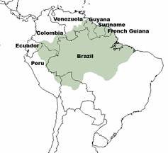 Human impacts on primate conservation in central Amazonia